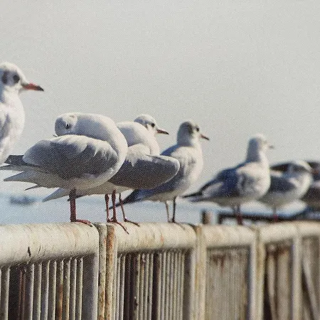 Hasu-seedeich-seestern Appartamento Dahme (Schleswig-Holstein)